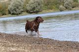 LABRADOR 238